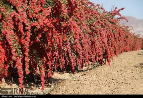زرشک پفکی